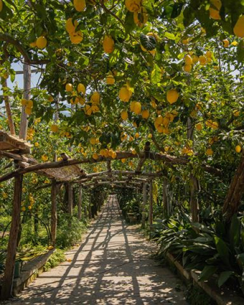 Lemon Tour & Tasting – Il Giardino di Vigliano