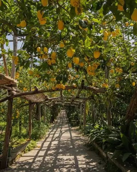 Lemon Tour & Tasting – Il Giardino di Vigliano
